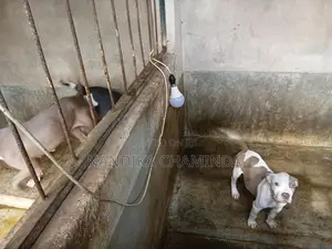 American Bully Female Puppy
