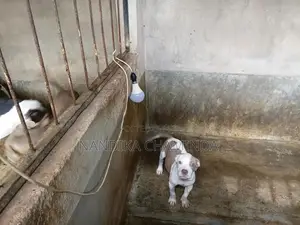 American Bully Female Puppy