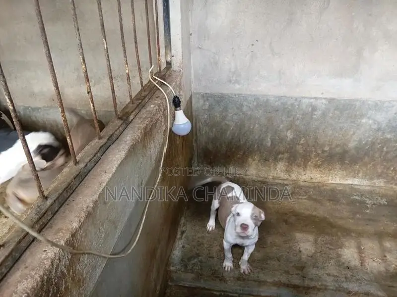 American Bully Female Puppy