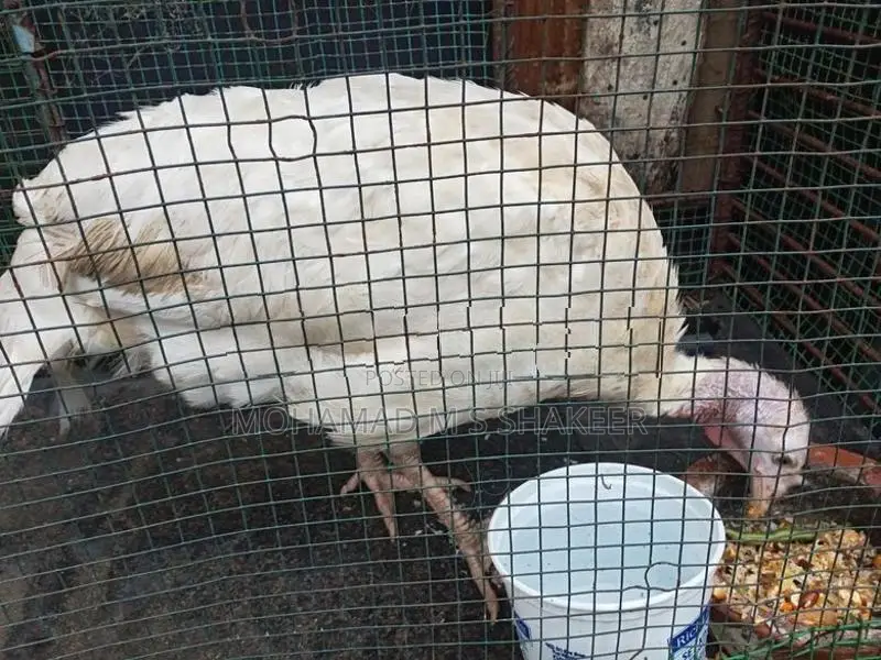 Turkey