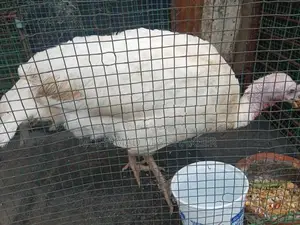 Turkey