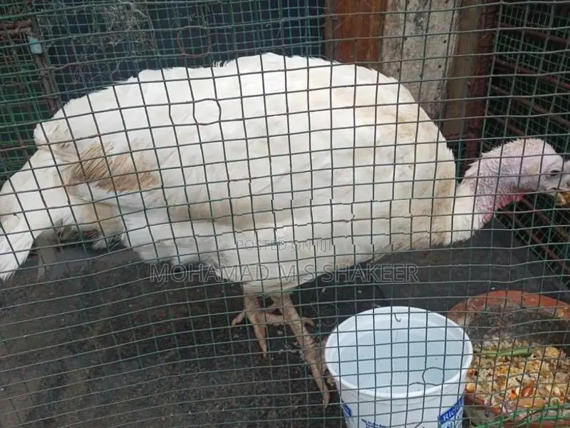 Turkey