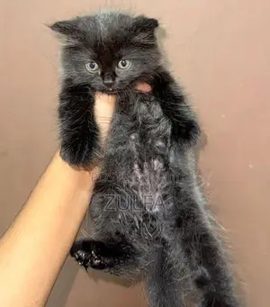 Persian Cat