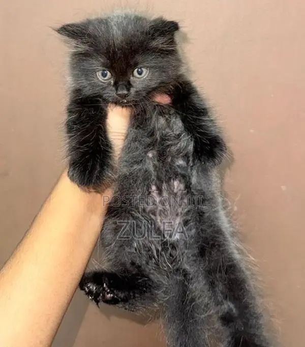 Persian Cat