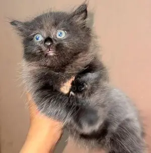 Persian Cat