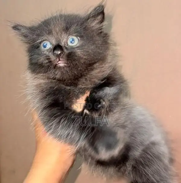 Persian Cat