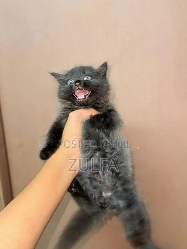 Persian Cat