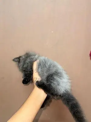 Persian Cat
