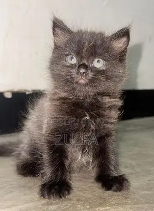 Persian Cat