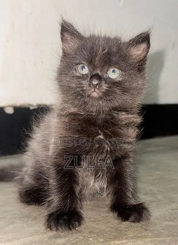 Persian Cat