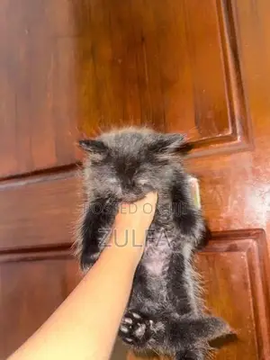 Persian Cat