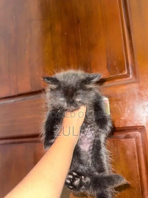 Persian Cat
