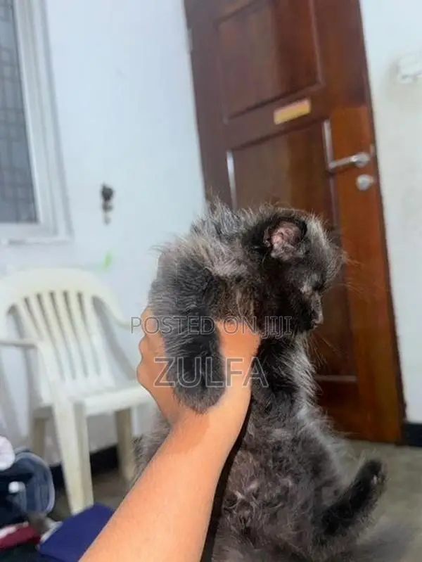 Persian Cat