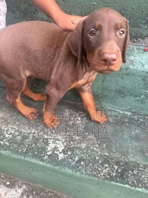 Adorable Doberman Puppies