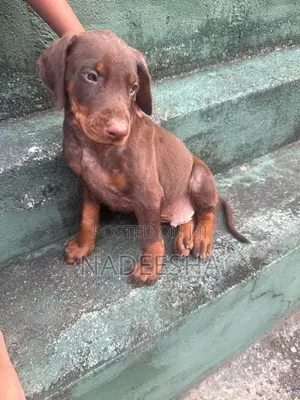 Adorable Doberman Puppies
