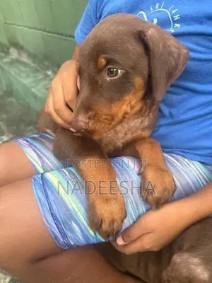 Adorable Doberman Puppies