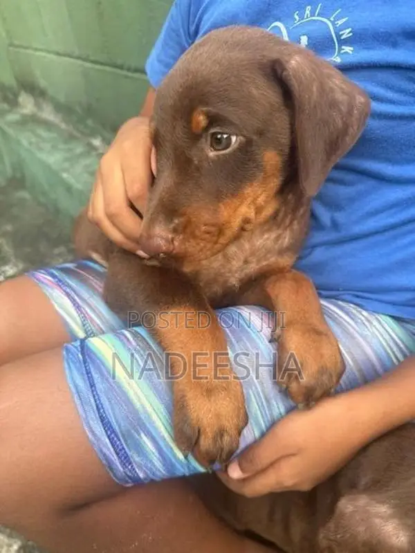 Adorable Doberman Puppies
