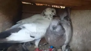Pigeon