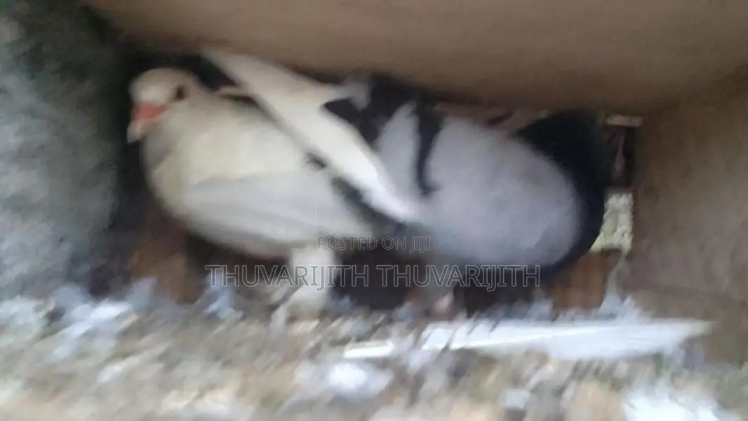 Pigeon