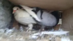 Pigeon