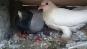 Pigeon