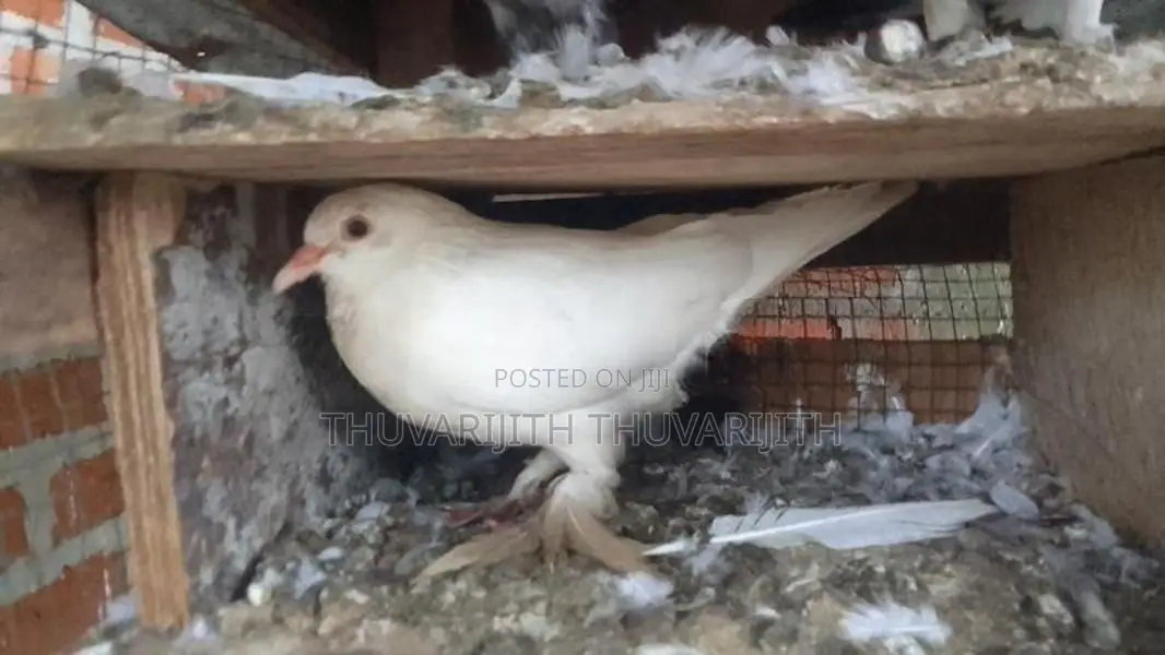 Pigeon