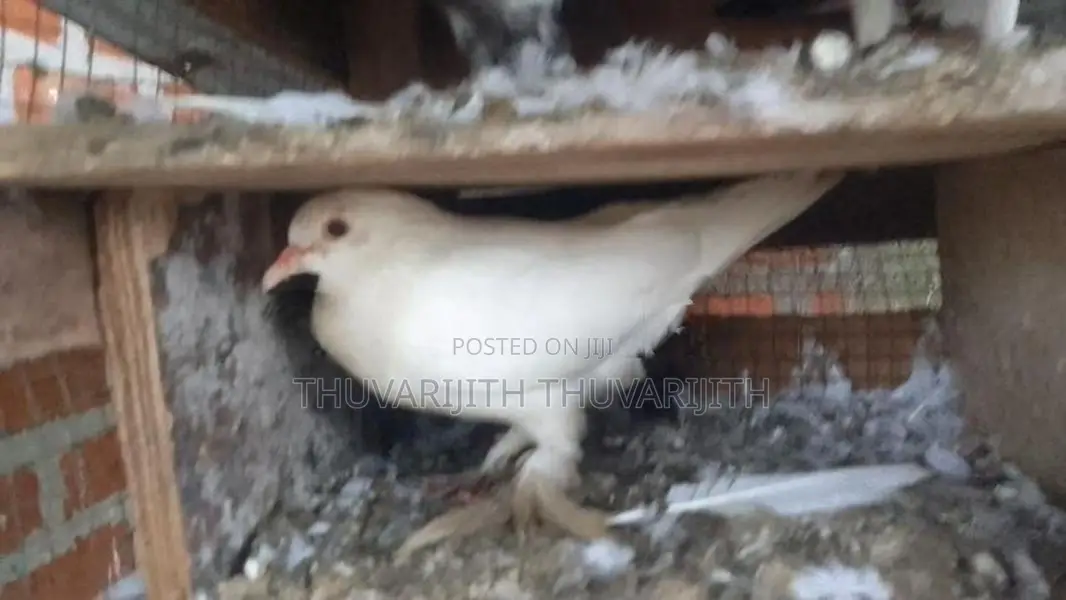 Pigeon