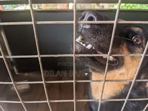 German Shepherd Mix Dog with Cage