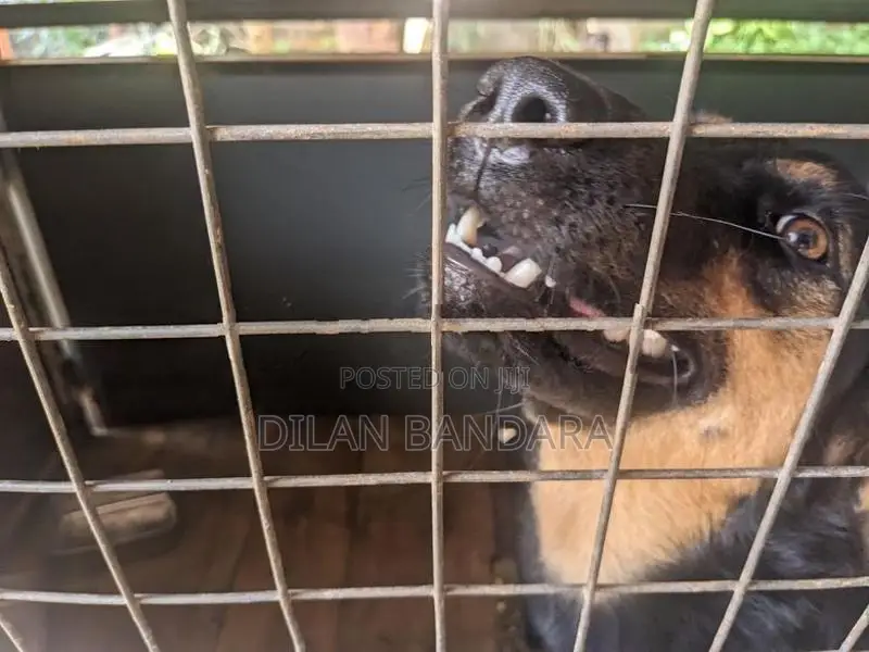 German Shepherd Mix Dog with Cage