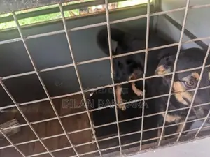 German Shepherd Mix Dog with Cage