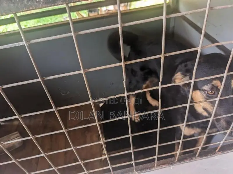 German Shepherd Mix Dog with Cage