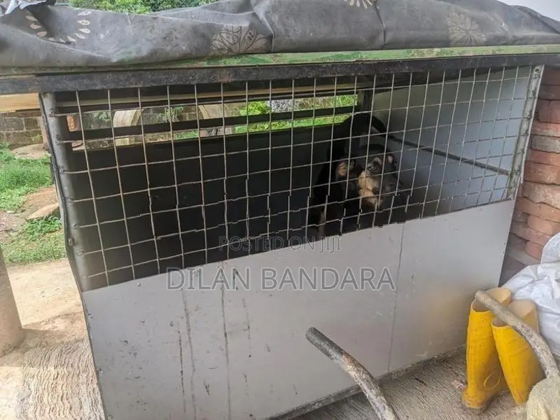 German Shepherd Mix Dog with Cage