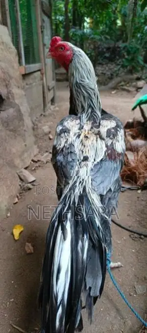 Asill Longtail Pataun