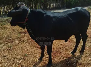 Male Cow