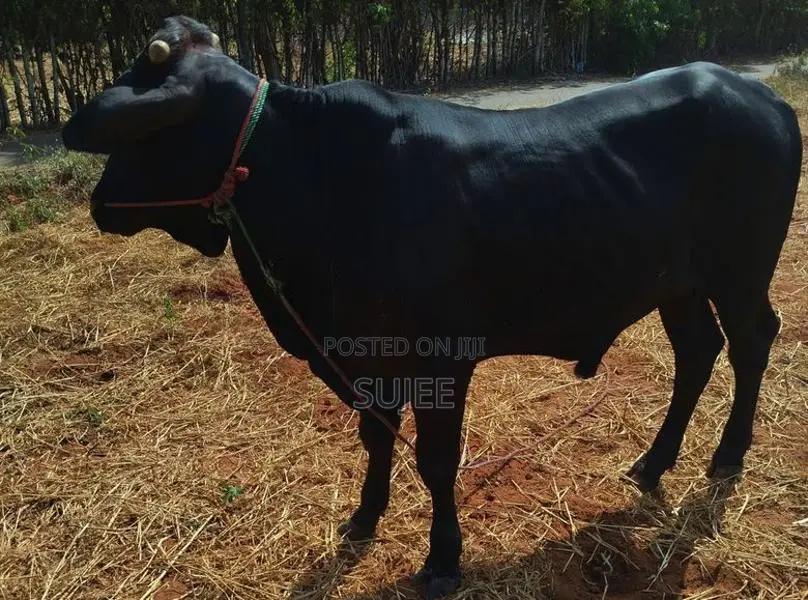 Male Cow
