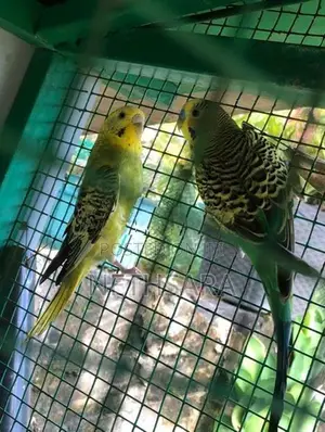 Love Birds