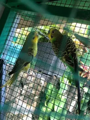 Love Birds