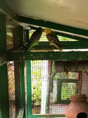 Love Birds