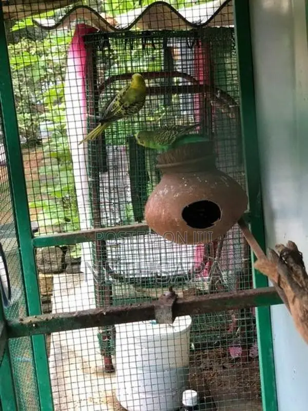 Love Birds