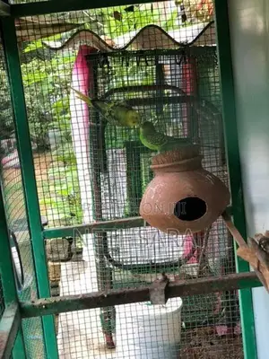 Love Birds