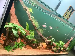 Planted Fish Tank with Accessories