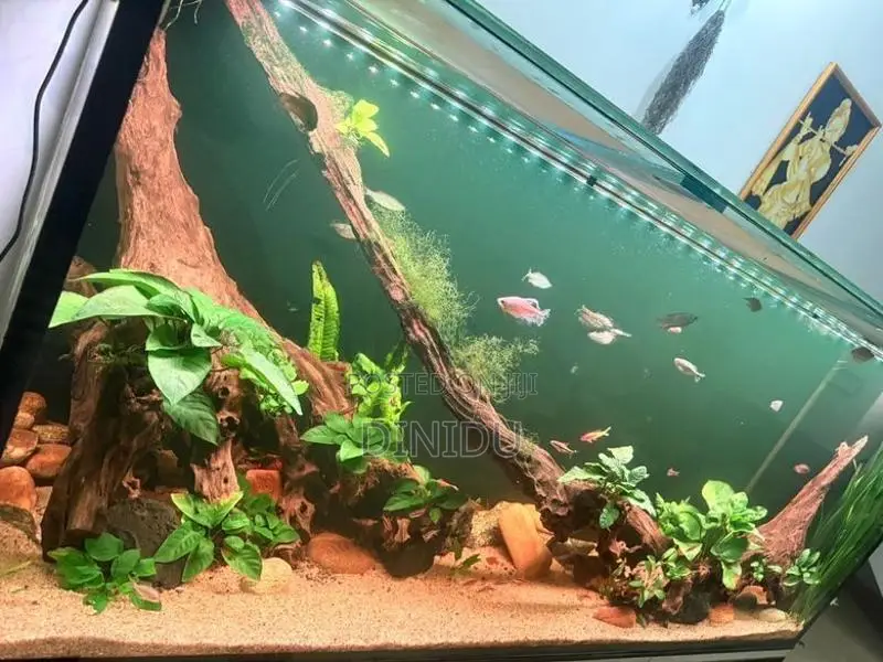 Planted Fish Tank with Accessories