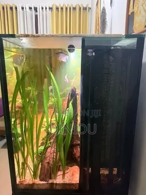 Planted Fish Tank with Accessories