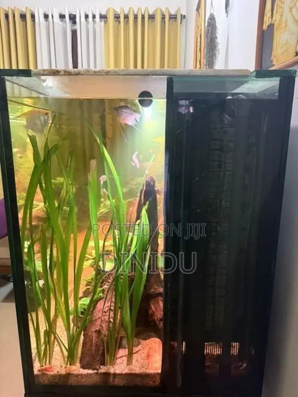 Planted Fish Tank with Accessories