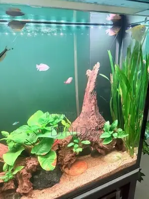 Planted Fish Tank with Accessories