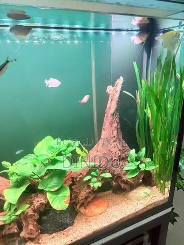 Planted Fish Tank with Accessories