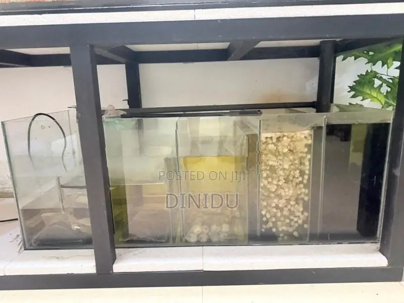 Planted Fish Tank with Accessories