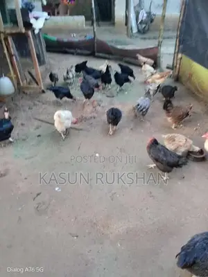 බිත්තර දමන කිකිළියන්