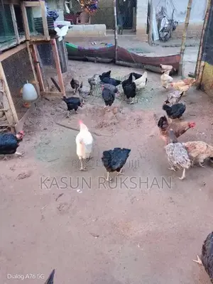 බිත්තර දමන කිකිළියන්