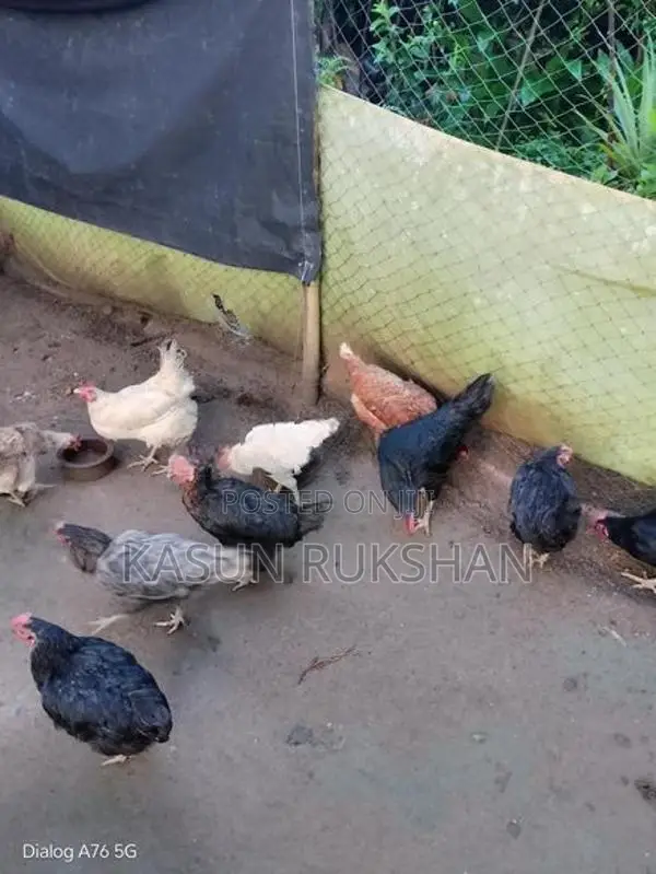 බිත්තර දමන කිකිළියන්